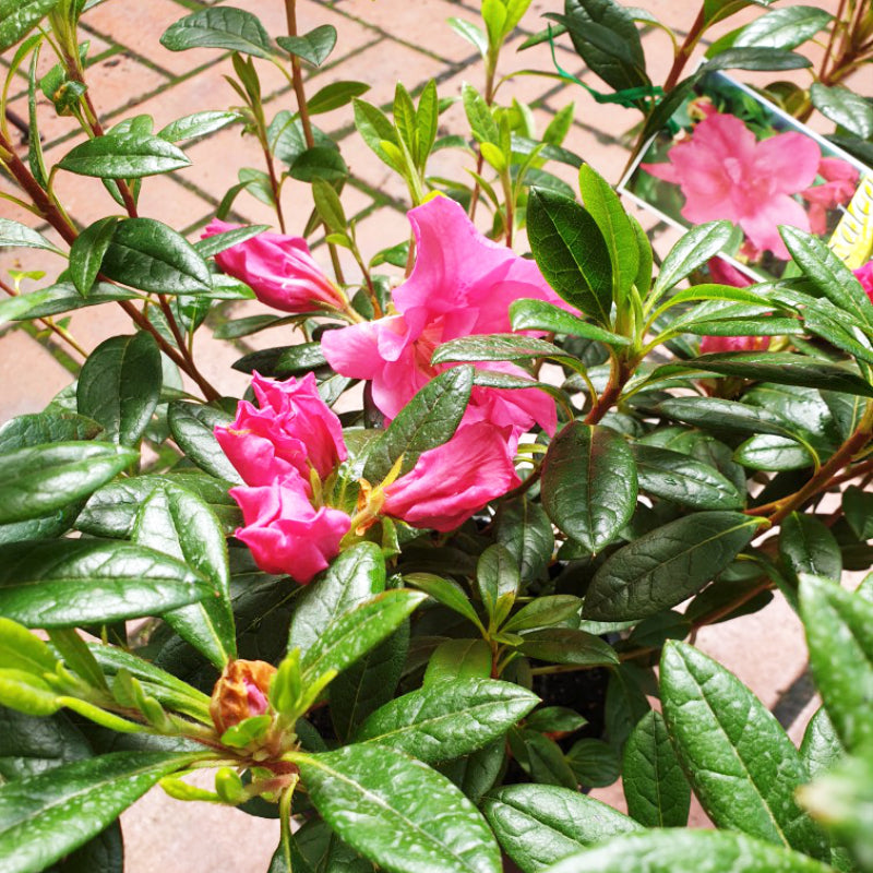Azalea Madeline