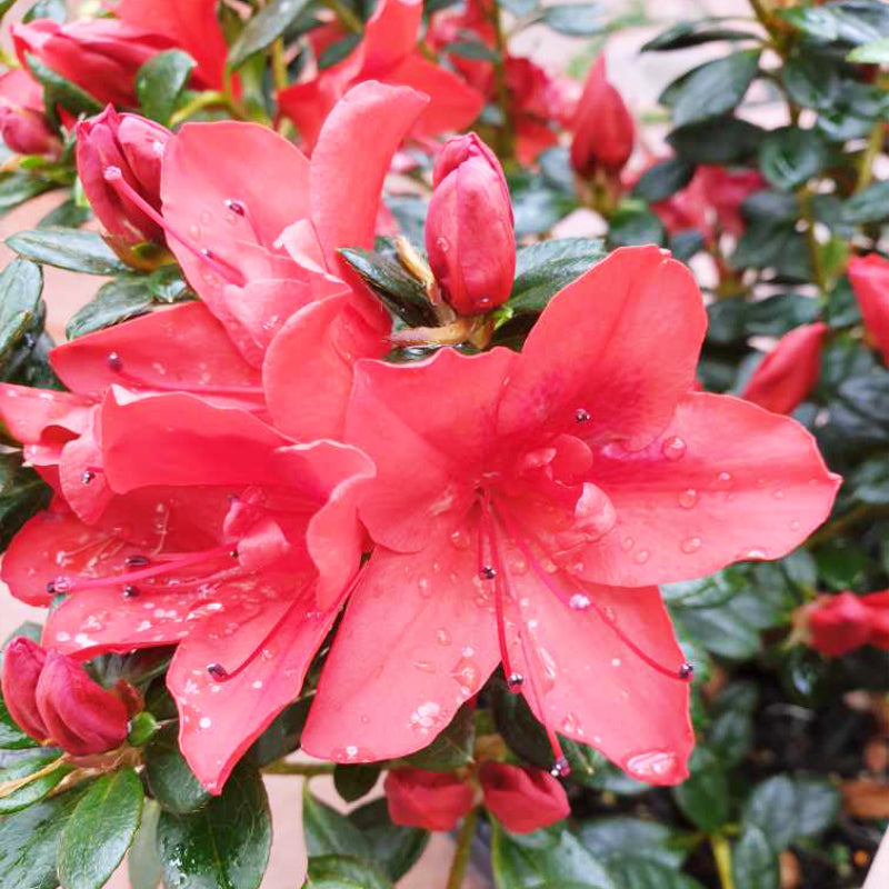 Azalea Scarlet Dragon
