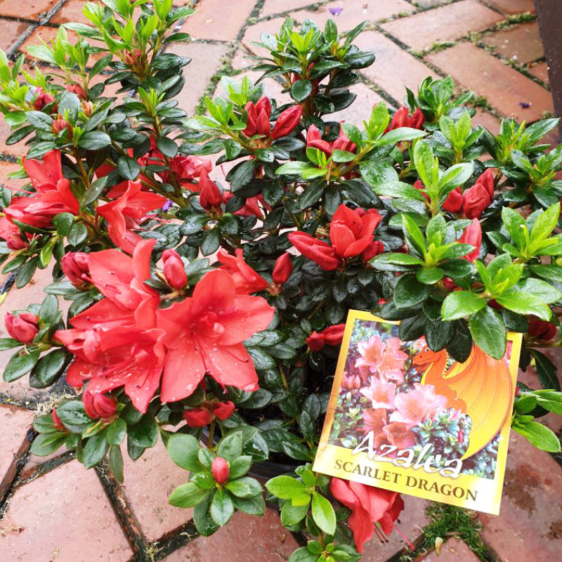 Azalea Scarlet Dragon