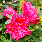 Azalea Super Red