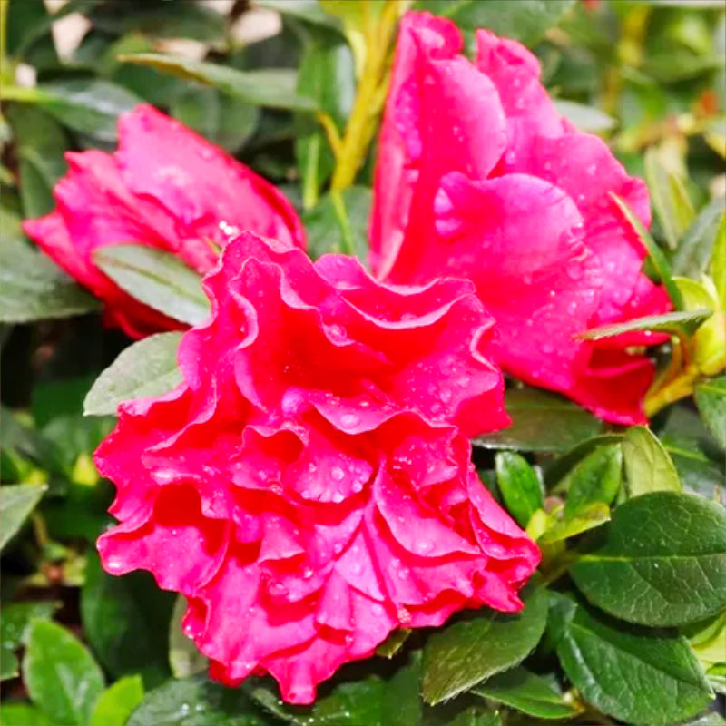 Azalea Super Red