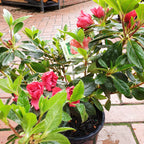 Azalea Super Red