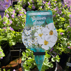 Bacopa 140mm