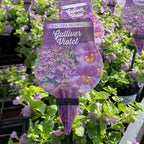 Bacopa 140mm