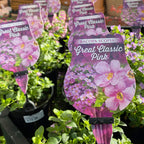 Bacopa 140mm