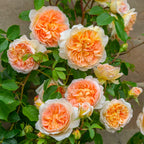 Bathsheba Climbing Rose
