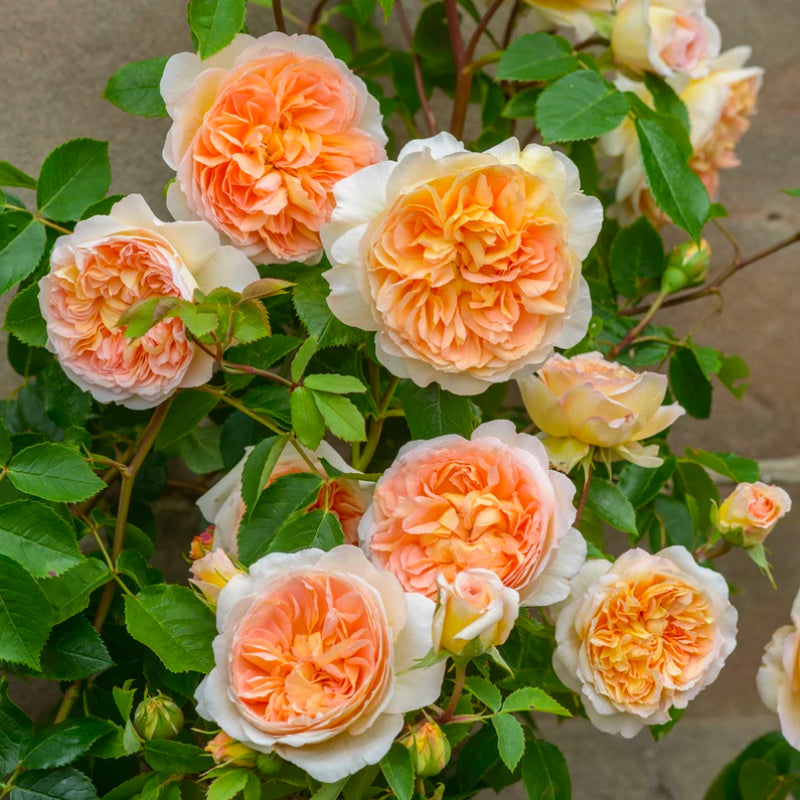 Bathsheba Climbing Rose