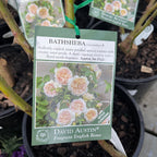 Bathsheba Climbing Rose