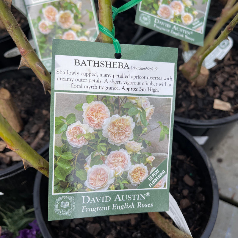 Bathsheba Climbing Rose