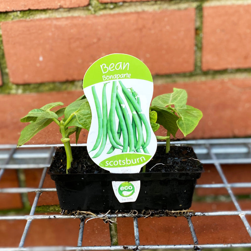 Bean Bonaparte punnet