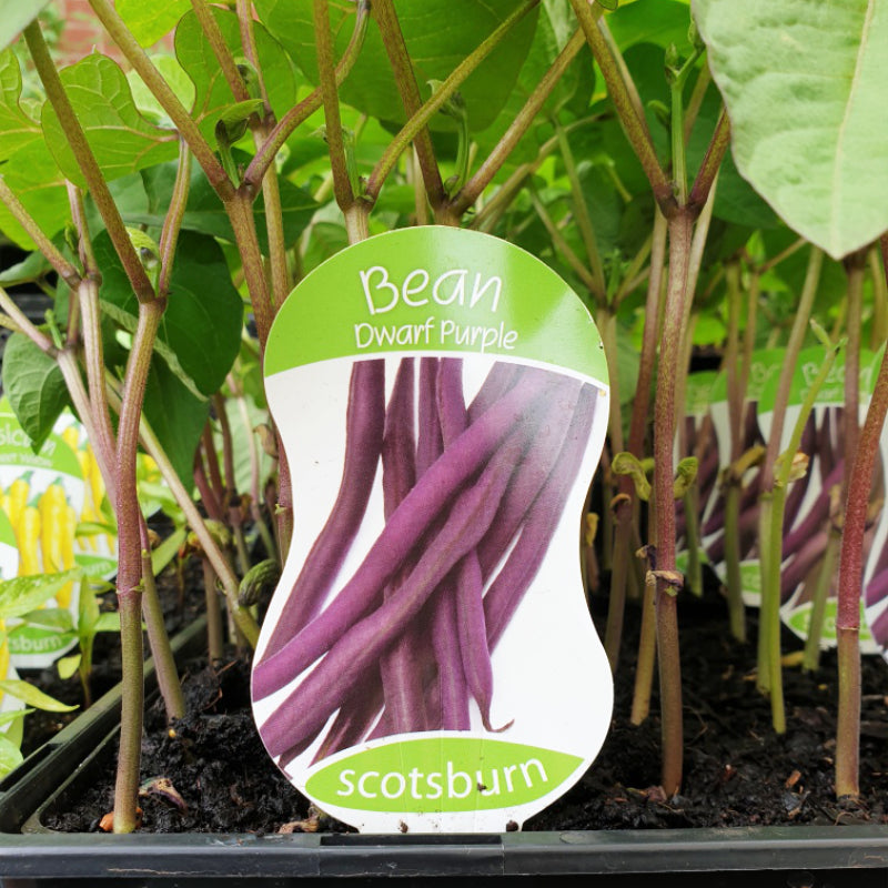 Bean Dwarf Purple punnet