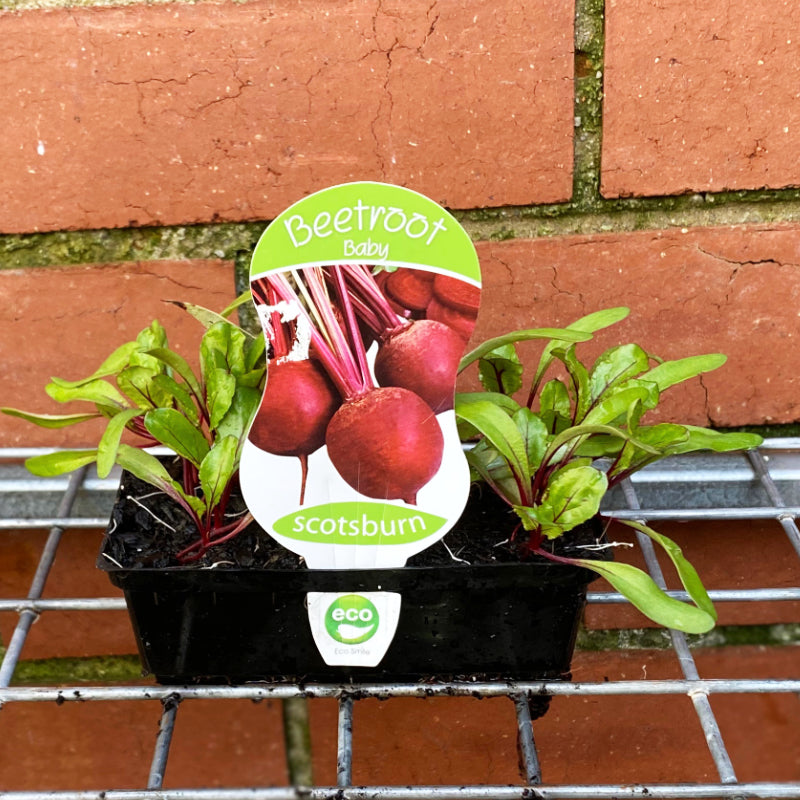 Beetroot Baby punnet