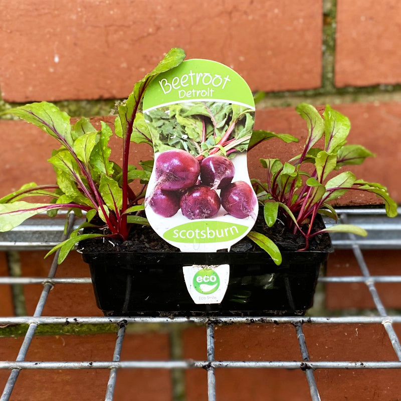 Beetroot Detroit punnet
