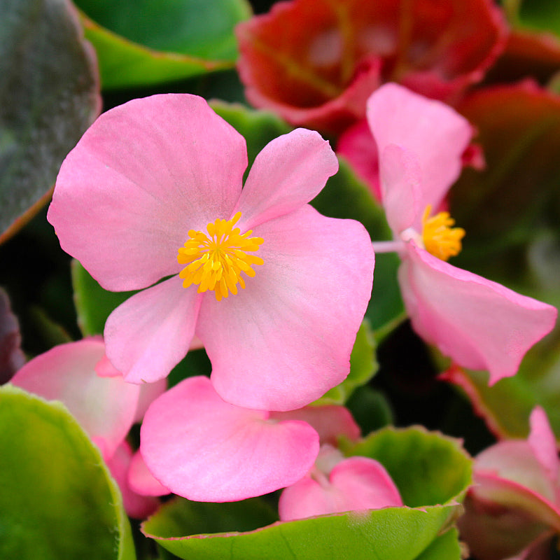 Begonia Mix Easy Colour