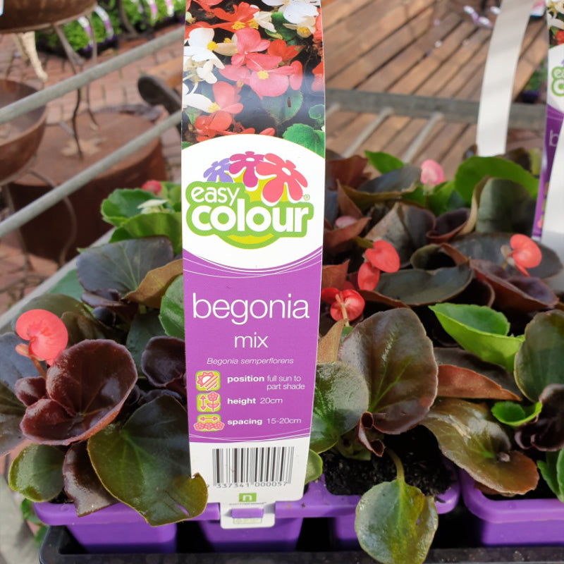Begonia Mix Easy Colour