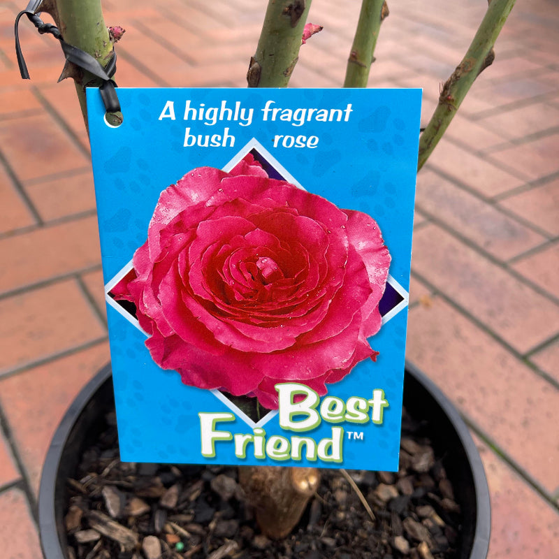 Best Friend Bush Rose