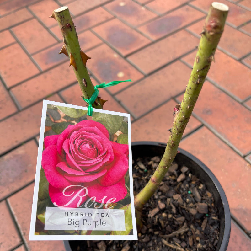 Big Purple Bush Rose