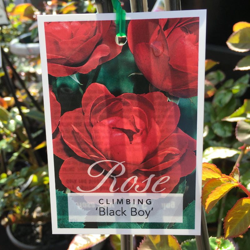 Black Boy Climbing Rose