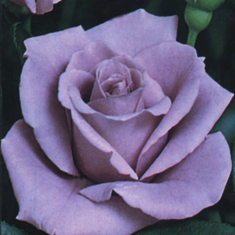 Blue Moon Bush Rose