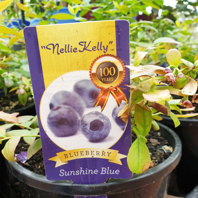 Blueberry Sunshine Blue