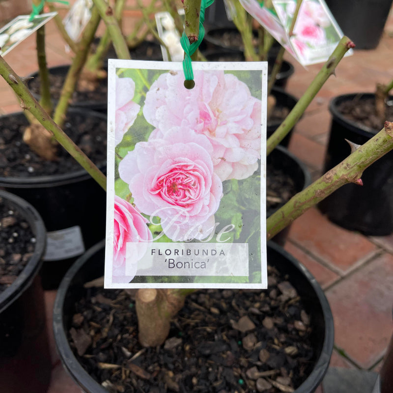 Bonica Bush Rose