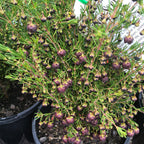 Boronia Heaven Scent