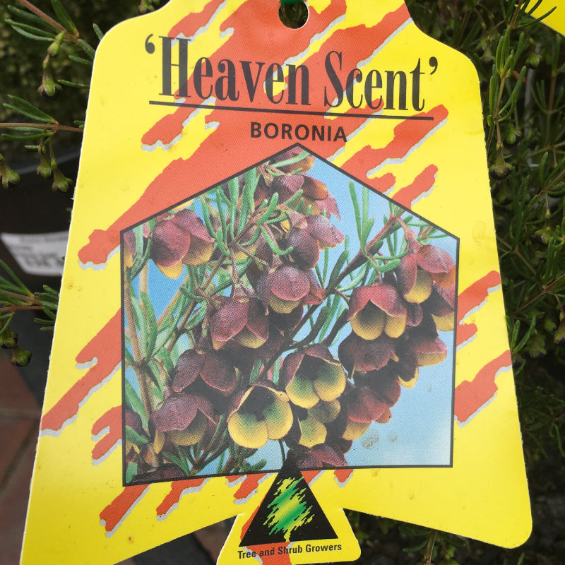 Boronia Heaven Scent