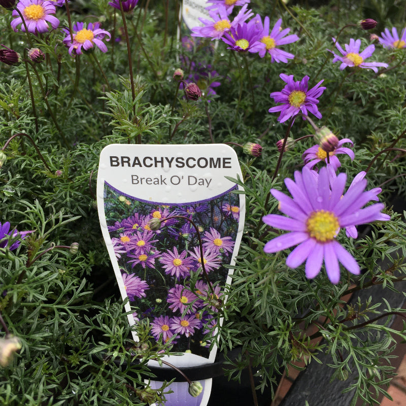 Brachyscome Break O Day