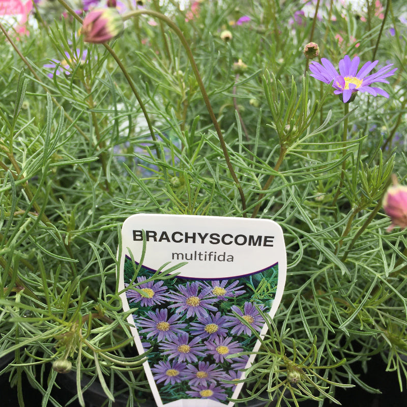 Brachyscome multifida