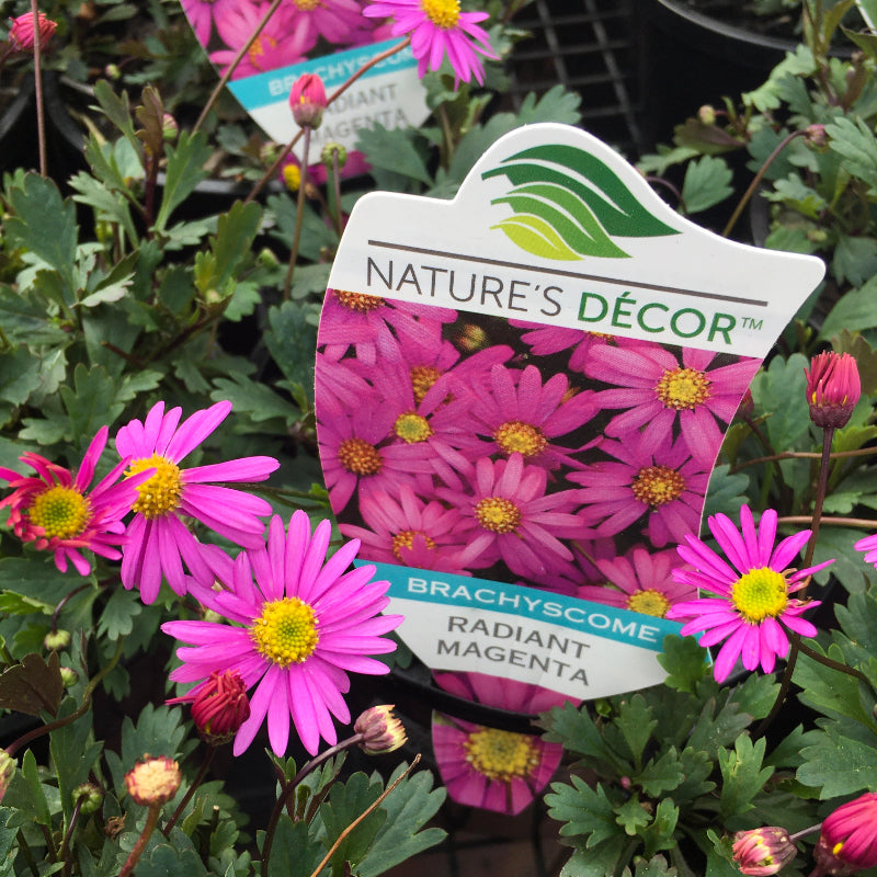 Brachyscome Radiant Magenta