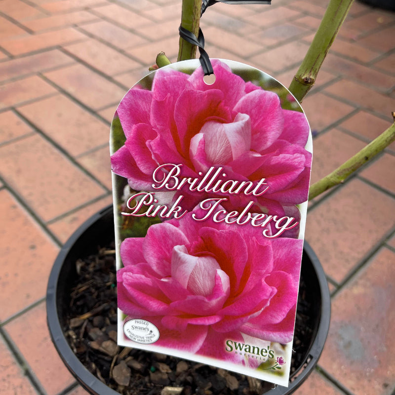 Brilliant Pink Iceberg Bush Rose