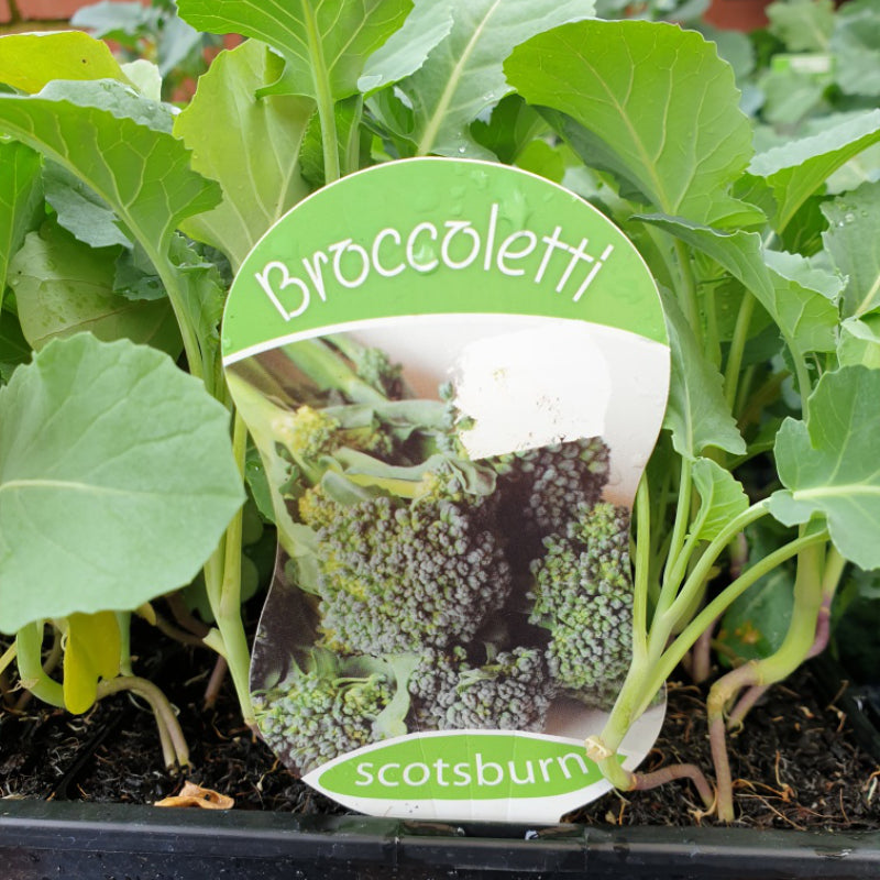 Broccoletti punnet
