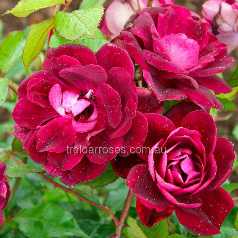 Burgundy Iceberg Bush Rose