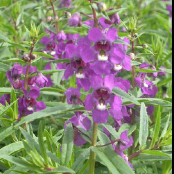 Angelonia Purple (4 Cell) Easy Colour