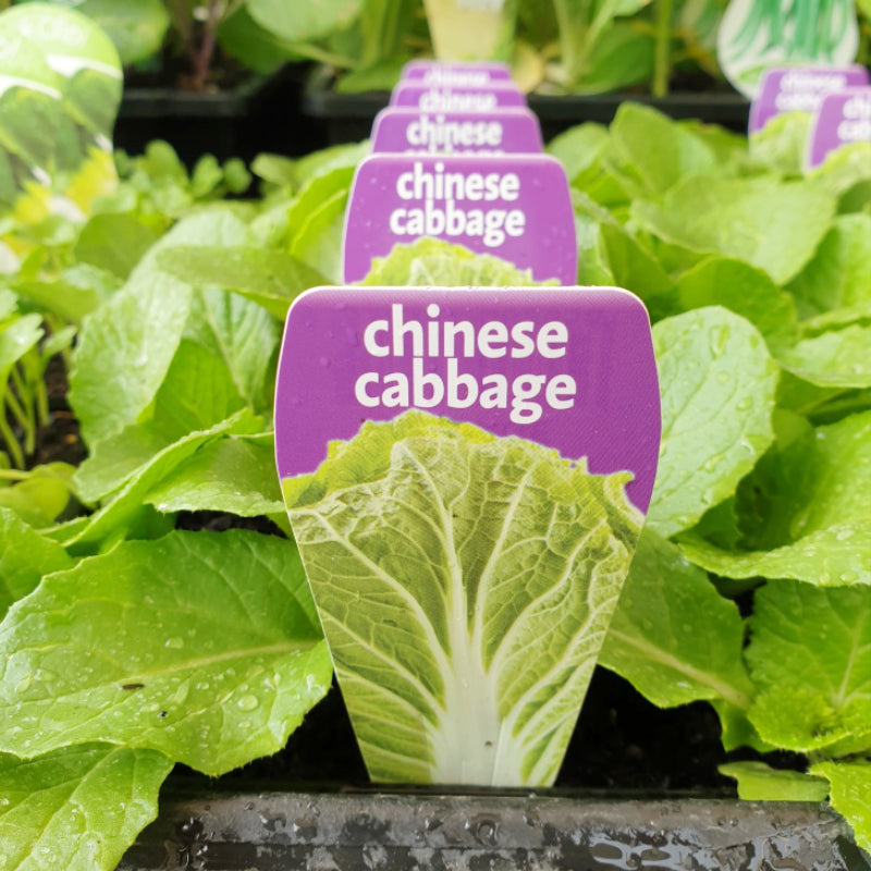 Cabbage Chinese punnet
