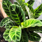 Calathea Zebrina