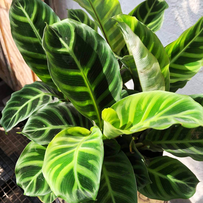 Calathea Zebrina
