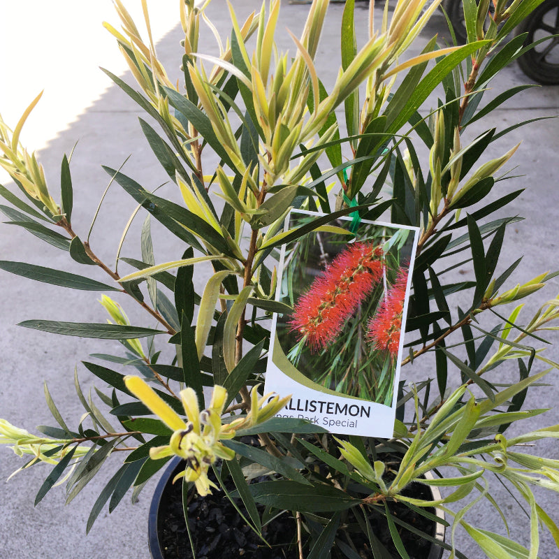 Callistemon Kings Park Special