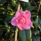 Camellia Betty Ridley