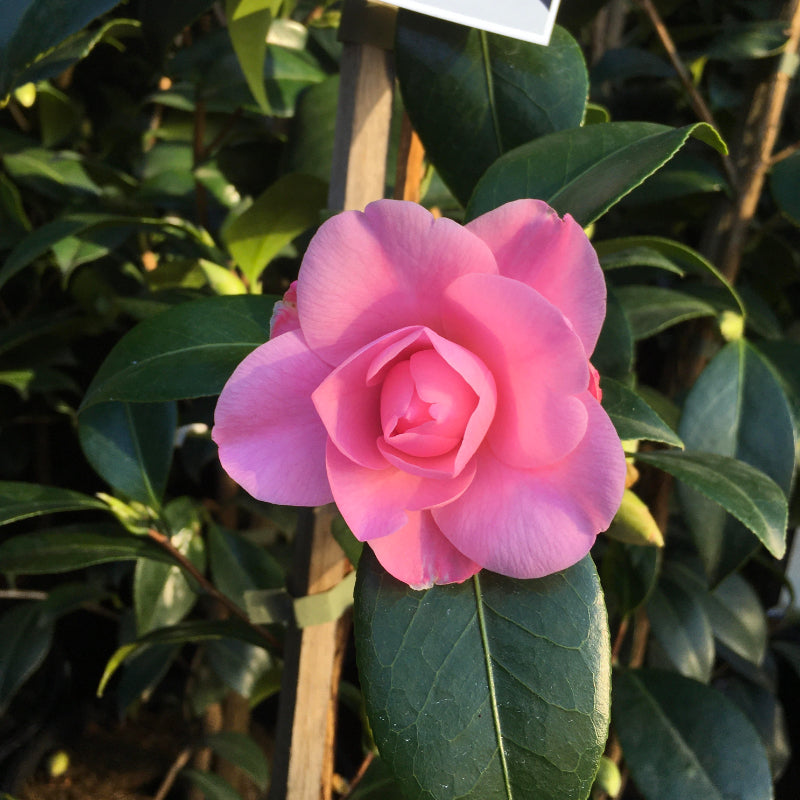 Camellia Betty Ridley
