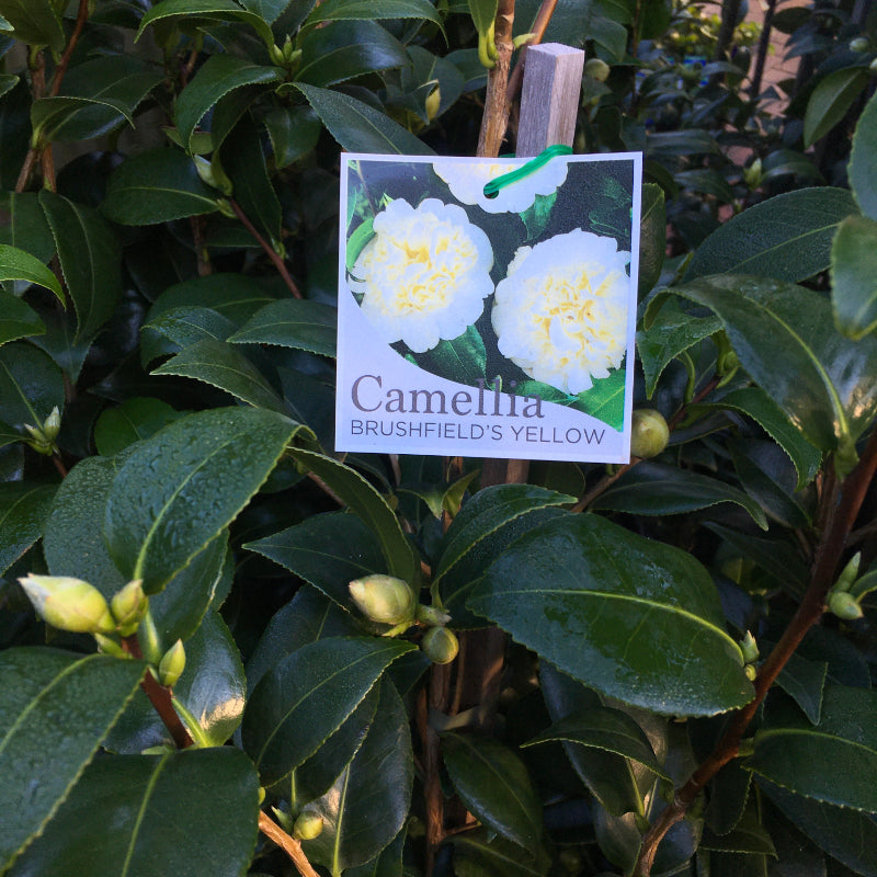 Camellia Brushfields Yellow