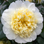 Camellia Brushfields Yellow
