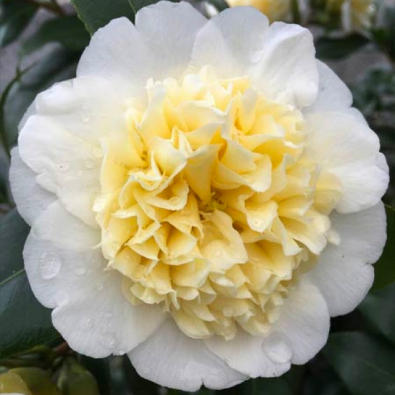 Camellia Brushfields Yellow