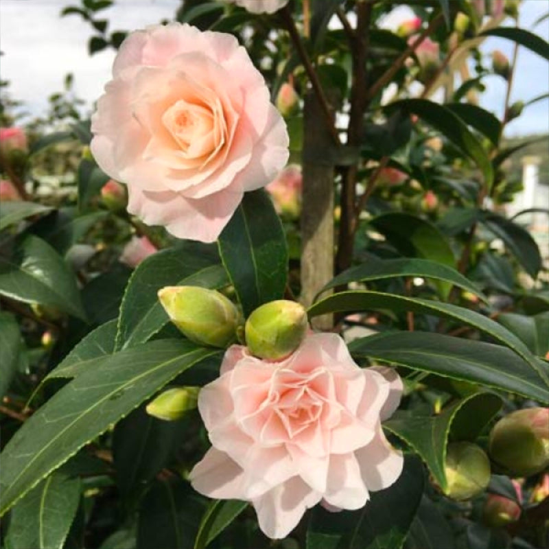 Camellia Buttons ‘n’ Bows