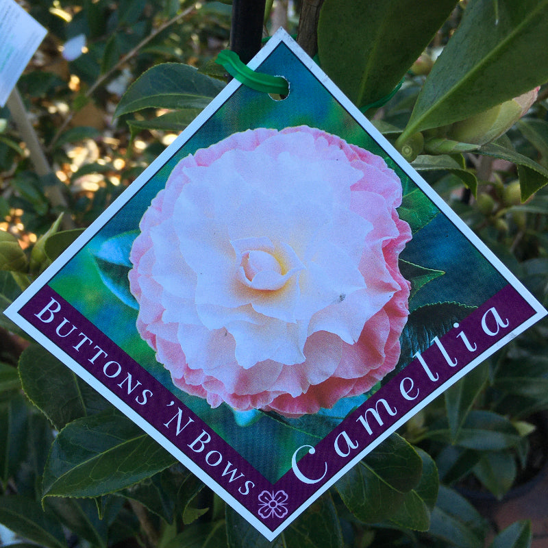 Camellia Buttons ‘n’ Bows