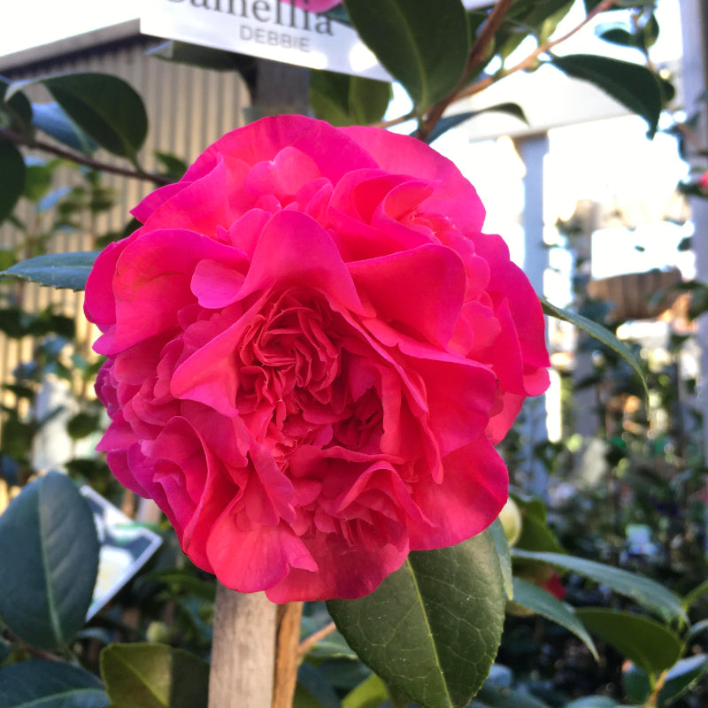 Camellia Debbie
