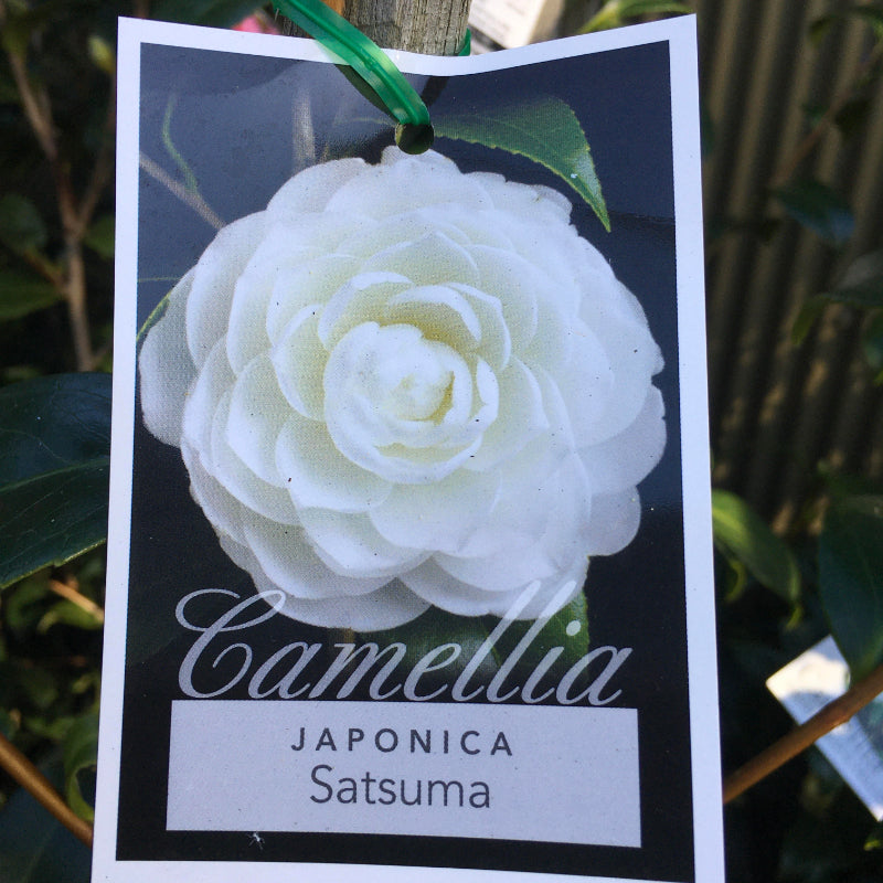 Camellia Satsuma