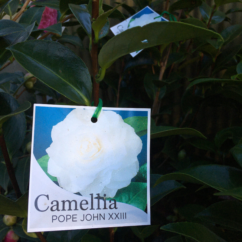 Camellia Pope John XXIII