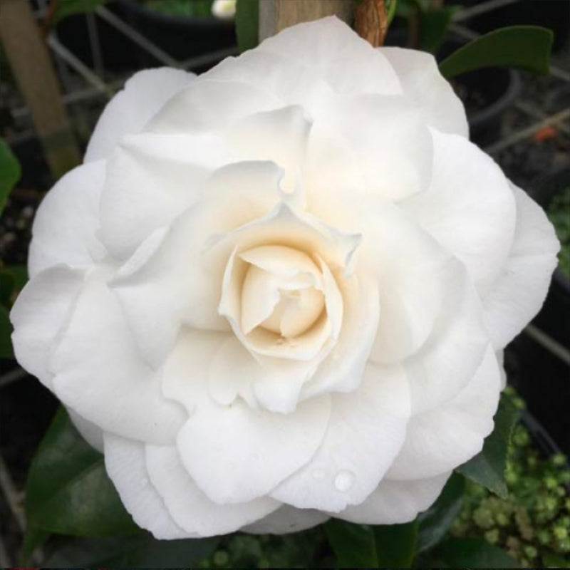 Camellia Pope John XXIII