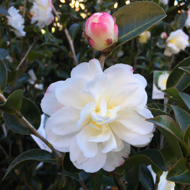Camellia Asakura